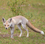 white-footed fox, desert fox (Vulpes vulpes pusilla)