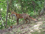 Japanese red fox (Vulpes vulpes japonica)