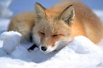 Sakhalin fox (Vulpes vulpes schrencki)