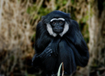 agile gibbon, black-handed gibbon (Hylobates agilis)