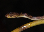 Northern cat-eyed snake (Leptodeira septentrionalis)