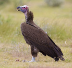 Nubian vulture, lappet-faced vulture (Torgos tracheliotos)