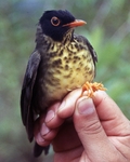 spotted nightingale-thrush (Catharus dryas)