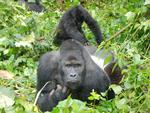 eastern lowland gorilla, Grauer's gorilla (Gorilla beringei graueri)