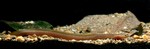 mottled eel (Anguilla bengalensis)