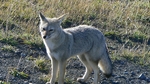South American gray fox, grey zorro (Lycalopex griseus)