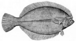 winter flounder, black back (Pseudopleuronectes americanus)