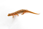 pygmy salamander, pigmy salamander (Desmognathus wrighti)