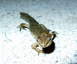 smooth newt, common newt (Lissotriton vulgaris, Triturus vulgaris)