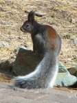 Abert's squirrel, tassel-eared squirrel (Sciurus aberti)