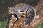 Arizona gray squirrel (Sciurus arizonensis)