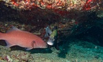 Highfin Coralgrouper (Plectropomus oligacanthus)