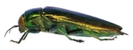 Eurythyrea micans (jewel beetle)