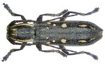 Saperda quercus (longhorn beetle)