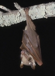 Wahlberg's epauletted fruit bat (Epomophorus wahlbergi)