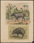 Buru babirusa (Babyrousa babyrussa)