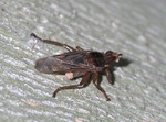 Pseudolynchia canariensis (pigeon louse fly)