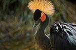 Black crowned crane (Balearica pavonina)