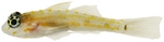 Coryphopterus eidolon, Pallid goby