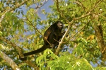 Mantled howler, golden-mantled howling monkey (Alouatta palliata)