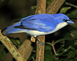 Blue vanga (Cyanolanius madagascarinus)