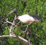 Malagasy sacred ibis, Madagascar sacred ibis (Threskiornis bernieri)
