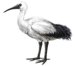 Réunion sacred ibis (Threskiornis solitarius)