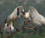 Oriental white ibis, black-headed ibis (Threskiornis melanocephalus)