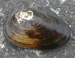 duck mussel, Anodonta anatina