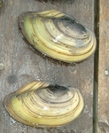 swan mussel, Anodonta cygnea