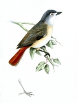 red-tailed vanga (Calicalicus madagascariensis)