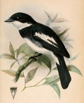 Ward's flycatcher, Ward's flycatcher-vanga (Pseudobias wardi)