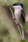 bar-winged flycatcher-shrike (Hemipus picatus)