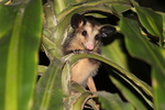 big-eared opossum (Didelphis aurita)