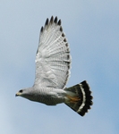 Mexican goshawk, gray hawk (Buteo plagiatus)