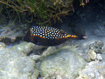 White-spotted boxfish (Ostracion meleagris)