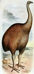 North Island giant moa (Dinornis novaezealandiae)