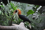 Blyth's hornbill, Papuan hornbill (Rhyticeros plicatus)