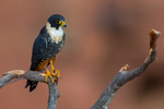 Bat falcon (Falco rufigularis)