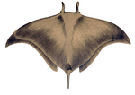 devil fish, giant devil ray (Mobula mobular)