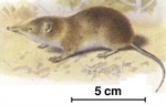 Forest shrew (Myosorex varius)
