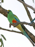 mulga parrot (Psephotus varius)