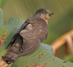 common hawk-cuckoo (Hierococcyx varius)