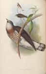 large hawk-cuckoo (Hierococcyx sparverioides)