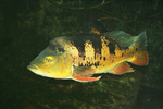 Cichla ocellaris (butterfly peacock bass, peacock cichlid)