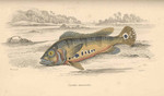 Cichla monoculus (tucanare peacock bass)