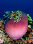 magnificent sea anemone (Heteractis magnifica)
