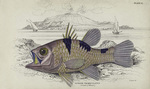 Pristicon trimaculatus, Three-spot cardinalfish