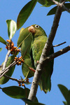 golden-winged parakeet (Brotogeris chrysoptera)