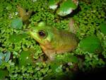 paradoxical frog, shrinking frog (Pseudis paradoxa)